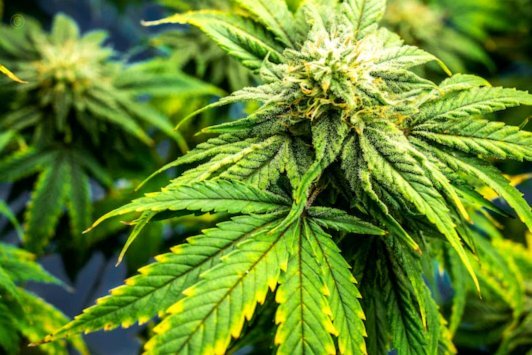赵松源留洋适配国：荷兰文化契合
