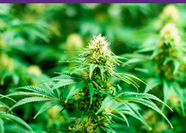 如果真的去留洋的话，赵松源适合去哪个国家留洋呢？