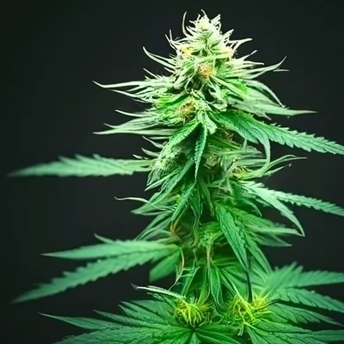 如果真的去留洋的话，赵松源适合去哪个国家留洋呢？